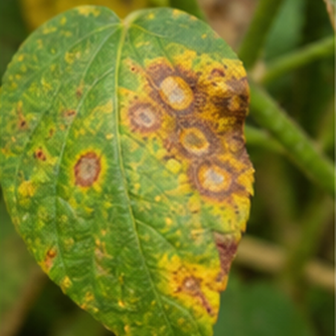 Bio Fungicide