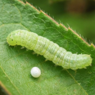 Bio Insecticides