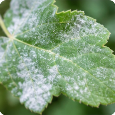 Fungicides